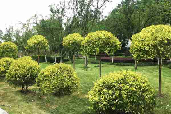 辣椒种植效益怎么样(辣椒种植效益高)